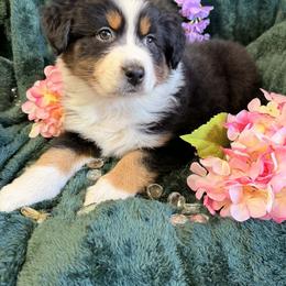 Sunflower - Black tri-color male Australian Shepherd puppy in Inverness, Florida from Swamp Puppy Canine Kennel