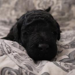 Eve - Blue female Poodle puppy in Athol, Massachusetts from DoeValley Standard Poodles