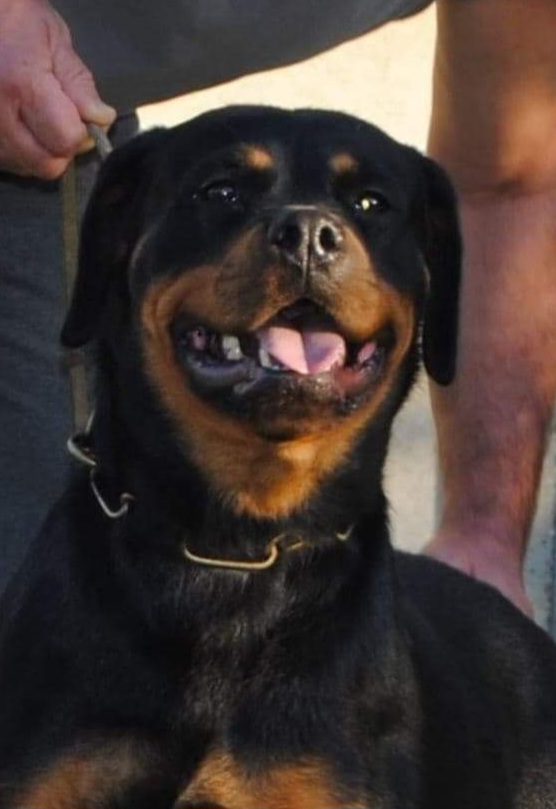 Arty - Rottweiler