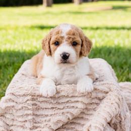 Cash - Brown and white male Sheepadoodle puppy in Los Angeles, California from Exquisite Doodles