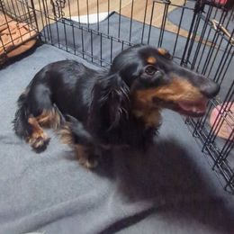 Onyx - Dachshund