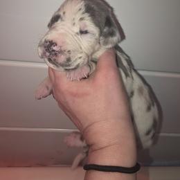 Steve - Harlequin male Great Dane puppy in Bay City, Michigan from Monarch Danes