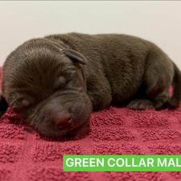 Green Collar Male - Chocolate male Labrador Retriever puppy in Tacoma, Washington from Triple H Farm