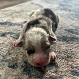 Boy 1 - Blue merle male Australian Shepherd puppy in Broadview, Montana from Montana Aussies