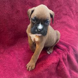 Carrie Underwood - Fawn female Boxer puppy in Willard, North Carolina from Boone’s Boxers of North Carolina