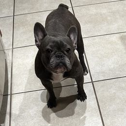 Nelly - French Bulldog