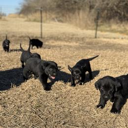 Labrador Retriever Puppies from Wheatland Retrievers