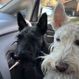 Scottish Terriers from Its Scot To Be Love Scotties