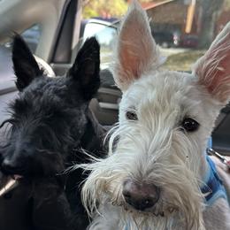Scottish Terriers from Its Scot To Be Love Scotties