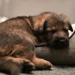 Black collar (Bandit) - Sable male German Shepherd puppy in Hermitage, Pennsylvania from Shepherds of the Hundred Acres