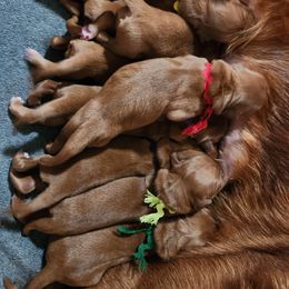 Eve's Purple Girl - Dark golden female Golden Retriever puppy in Idaho Falls, Idaho from Once Upon A Dream Kennels