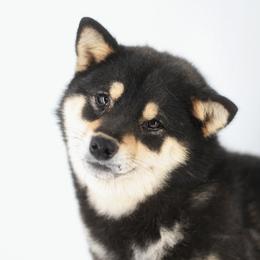 Moro - Shiba Inu