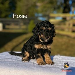 Rosie - Phantom female Bernedoodle puppy in Sugarcreek, Ohio from Cuddly Companion Doodles