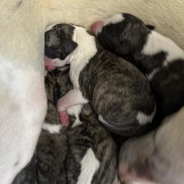 Boy 2 - Fawn brindle male Whippet puppy in Clinton, Tennessee from Ivanhoe Borzoi