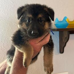 Nash - Black and tan male German Shepherd puppy in Florida from Best Shepherds