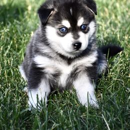 Pomsky and Siberian Husky Puppies from Blacktail Mountain Pomskies