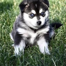 Pomsky and Siberian Husky Puppies from Blacktail Mountain Pomskies