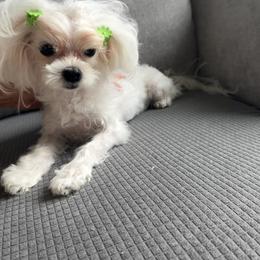 Debbie - White female Maltese puppy in Deerfield, Florida from Happy Petit Paws