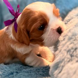 Snowboard (purple ribbon) - Blenheim male Cavalier King Charles Spaniel puppy in Albany, Georgia from Legend Cavaliers