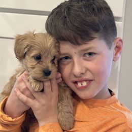 Cavachon and Cavapoochon Puppies from Forever Puppies 4U