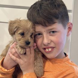 Cavachon and Cavapoochon Puppies from Forever Puppies 4U