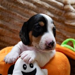 Green Collar - Black and tan female Dachshund puppy in Belfair, Washington from Devoted Doxies, Lorraine’s Yorkies