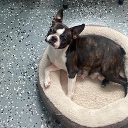 Utalfa - Boston Terrier