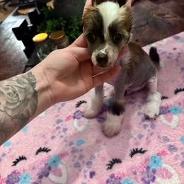 HL male 2 - Slate male Chinese Crested puppy in Blue Earth, Minnesota from Ciao Bella Chinese Cresteds