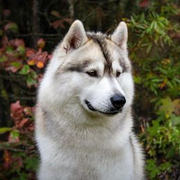 Noxus - Siberian Husky