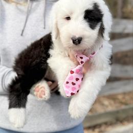 Wiz - Black and white male Old English Sheepdog puppy in Chattanooga, Tennessee from River City Doodles TN