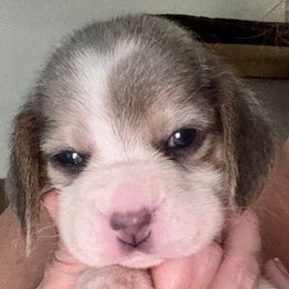 Bluebelle - Blue tan and white female Beagle puppy in Viper, Kentucky from Mountain Top