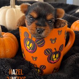Hazel - Black and tan female Yorkshire Terrier puppy in West Fargo, North Dakota from A Yorkie Tale | Toy Poodles