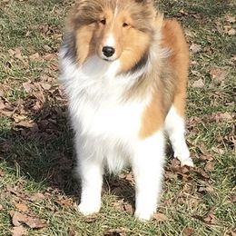 Shetland Sheepdog All Grown Up from Keeara’s Shetland Sheepdogs