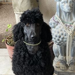 Shadow - Poodle