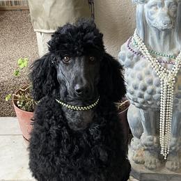 Shadow - Poodle