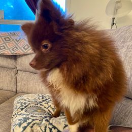 BenJammin - Chocolate Pomeranian puppy in Gilmer, Texas from Fairchild Fancy Pomeranians and Coachella Pomeranians