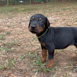 Ansley - Black and rust female Doberman Pinscher puppy in Toney, Alabama from Bhon Mhuir Dobermanns