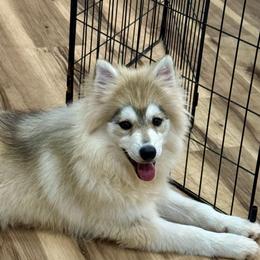 Laffy - Silver female Pomsky puppy in Krum, Texas from Paw-Some Pomskies