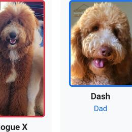 Labradoodle puppies from Family Doodles