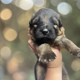 Envy - Sable female German Shepherd puppy in Oakland, Oregon from VHM German Shepherds