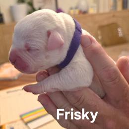 Frisky - White female American Bulldog puppy in Homer, Georgia from Valor American Bulldogs