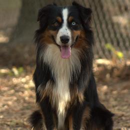 GRADY - Black tri male Miniature Australian Shepherd puppy in Scroggins, Texas from MAC's Cirkles 8 Aussies