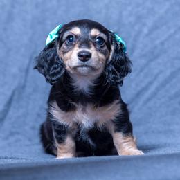 Buttercup Blossom - Black and cream female Dachshund puppy in Copperas Cove, Texas from Creme de la Creme Dachshunds