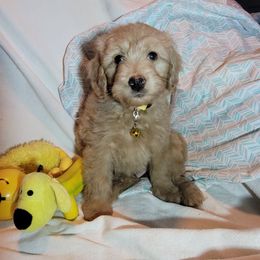 Boy-Squirt - Apricot Goldendoodle puppy in Pleasantview, Utah from Virgin River Kennel