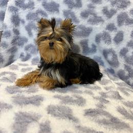 Yorkshire Terrier puppies from BabydollYorkiesofTexas