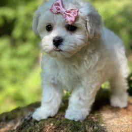 Cavapoo, Maltipoo, and Poodle Puppies from My Sweet Poodles and Doodles
