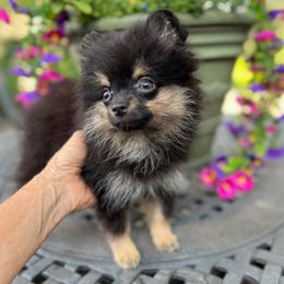 Trinket - Black and tan female Pomeranian puppy in San Marcos, Texas from Petticoat Poms