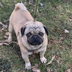 Francis - Pug