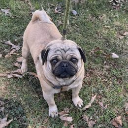Francis - Pug