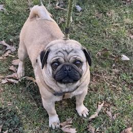 Francis - Pug